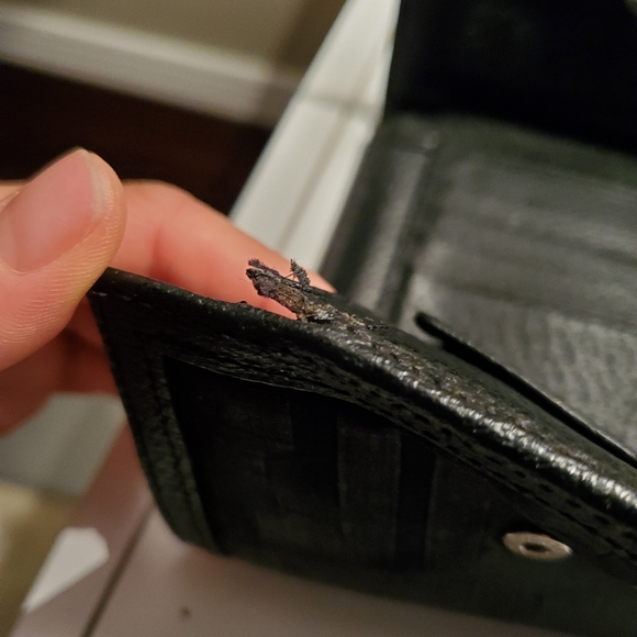 Authentic Fendi Wallet - Picture 5 of 6